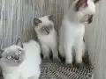 Sevimli asıl sakın uysal dostlarımız 