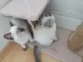 Sevimli asıl sakın uysal dostlarımız 