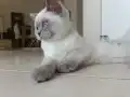 BRİTİŞH BLUE POİNT YAVRULAR 