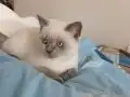 BRİTİŞH BLUE POİNT YAVRULAR 