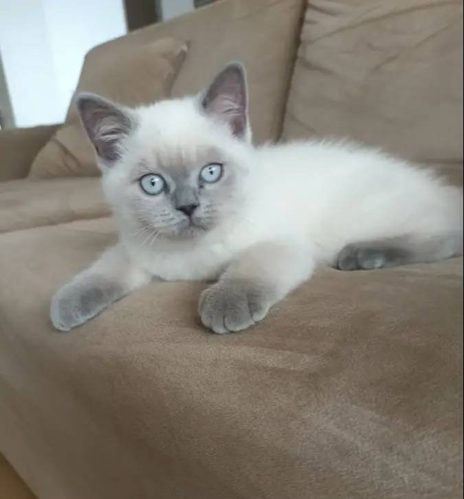 BRİTİŞH BLUE POİNT YAVRULAR 