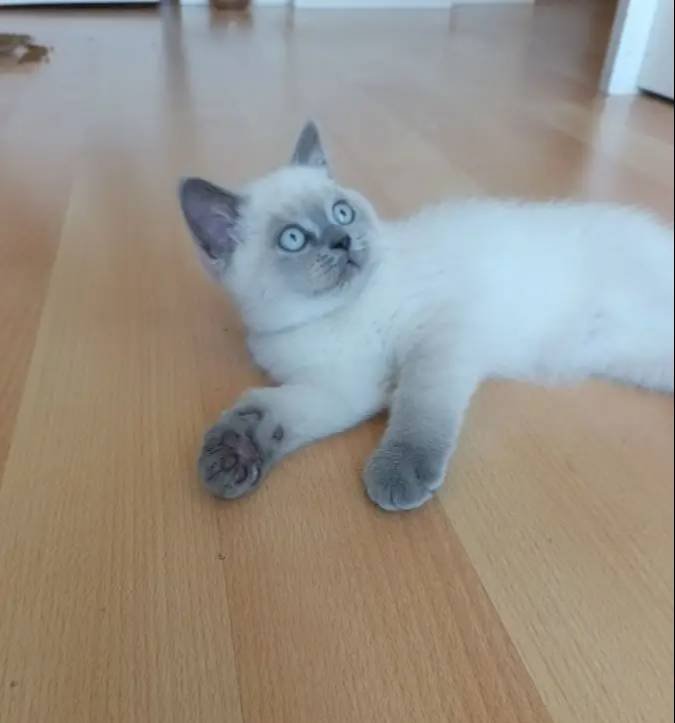 BRİTİŞH BLUE POİNT YAVRULAR 