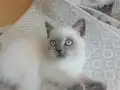 BRİTİŞH BLUE POİNT YAVRULAR 
