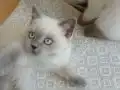 BRİTİŞH BLUE POİNT YAVRULAR 
