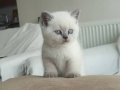 Mavi Boncuk Gözlü Safkan British Shorthair Blue Point