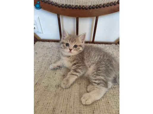 SAFKAN BEBEKLER ALMAYAN PİŞMAN OLUR