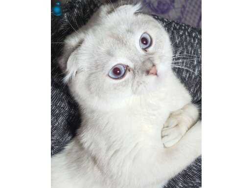 Scottish fold erkek yavru maviş yuvasına hazır.İstanbul içi.