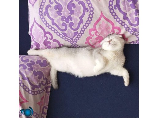 Oyuncu sevdiren sevecen scottish fold 1 yaş İstanbul 