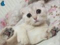 3 aylık dişi scottish fold yavru yuvasına hazır. İstanbul.