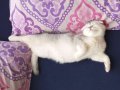 Oyuncu sevdiren sevecen scottish fold 1 yaş İstanbul 