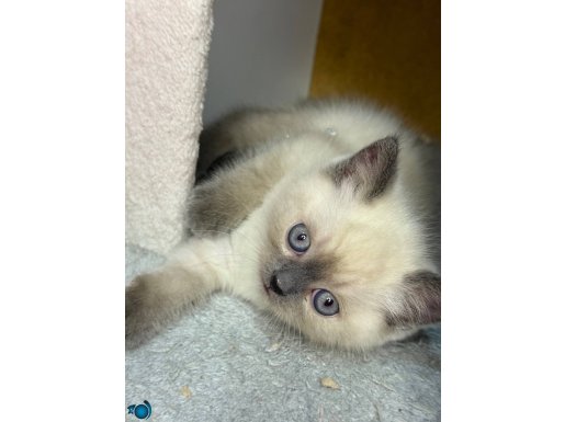 Kömür Gözlü British Shorthair Yavruları - Kum Eğitimi Tamam