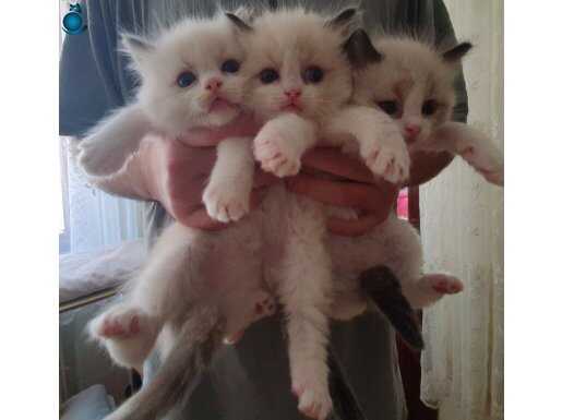 FULL ŞECERELİ SAFKAN SEAL VE BLUE BICOLOR RAGDOLL YAVRULAR