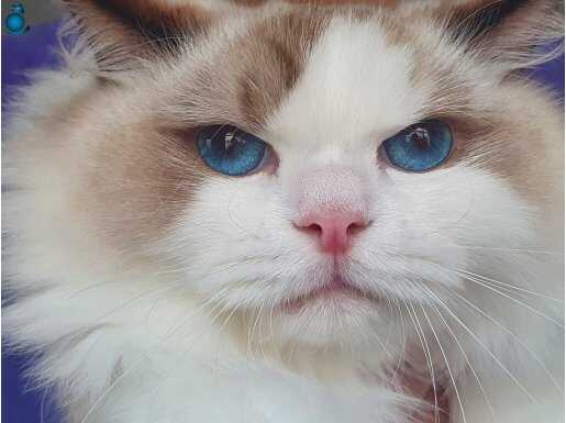 FULL ŞECERELİ SAFKAN SEAL VE BLUE BICOLOR RAGDOLL YAVRULAR