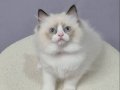 FULL ŞECERELİ SAFKAN SEAL VE BLUE BICOLOR RAGDOLL YAVRULAR