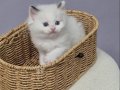 FULL ŞECERELİ SAFKAN SEAL VE BLUE BICOLOR RAGDOLL YAVRULAR