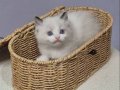 FULL ŞECERELİ SAFKAN SEAL VE BLUE BICOLOR RAGDOLL YAVRULAR
