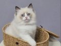 FULL ŞECERELİ SAFKAN SEAL VE BLUE BICOLOR RAGDOLL YAVRULAR