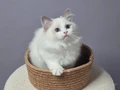 FULL ŞECERELİ SEAL VE BLUE BICOLOR RAGDOLL YAVRULAR