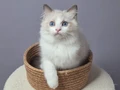 FULL ŞECERELİ SEAL VE BLUE BICOLOR RAGDOLL YAVRULAR