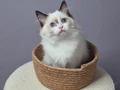 FULL ŞECERELİ SEAL VE BLUE BICOLOR RAGDOLL YAVRULAR