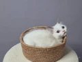 FULL ŞECERELİ SEAL VE BLUE BICOLOR RAGDOLL YAVRULAR