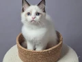 FULL ŞECERELİ SEAL VE BLUE BICOLOR RAGDOLL YAVRULAR