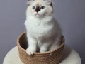 FULL ŞECERELİ SEAL VE BLUE BICOLOR RAGDOLL YAVRULAR