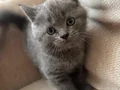 Şirin cocuklar brıtısh shorthair senın olmasınıdersın
