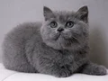 Şirin cocuklar brıtısh shorthair senın olmasınıdersın