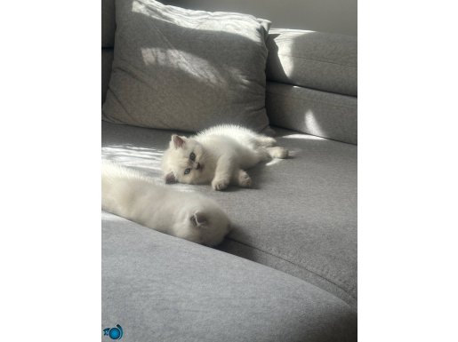 Sevimli british maya