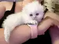 Sevimli iki kiz kardes