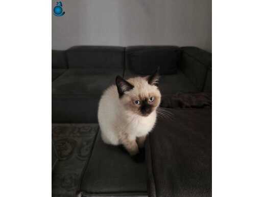 Erkek 4 Aylık British Shorthair