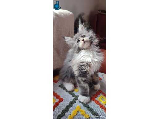 Eşsiz renkleri ve dopdolu secerileri ile safkan MCO yavrular