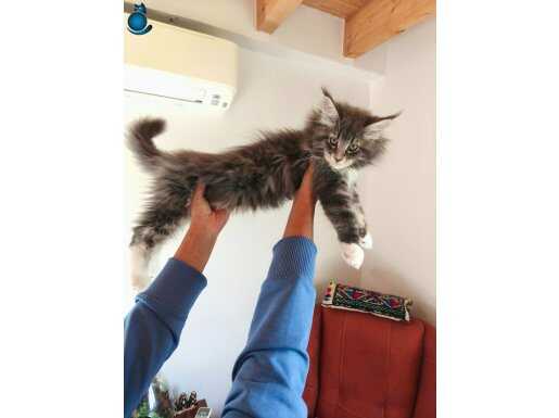 Eşsiz renk ve desen dernek kayıtlı secereli safkan MCO