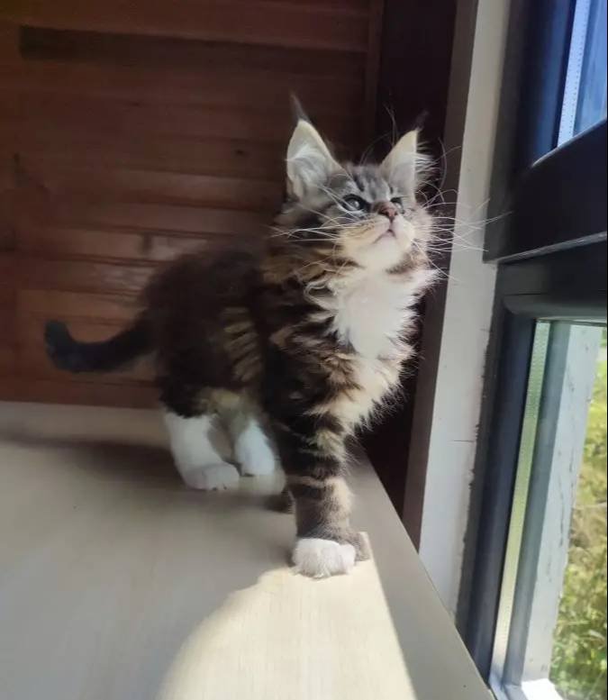 Tüm aşı ve belgeleri eksiksiz safkan secereli Mainecoon 