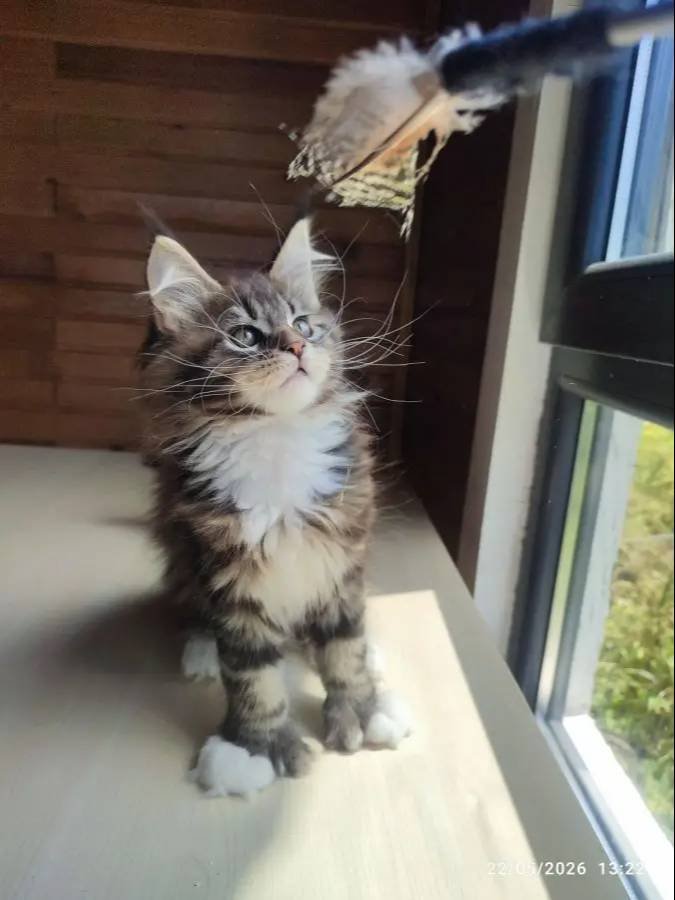 Tüm aşı ve belgeleri eksiksiz safkan secereli Mainecoon 