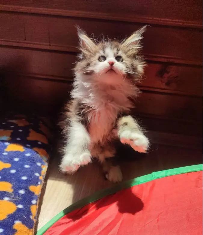 Tüm aşı ve belgeleri eksiksiz safkan secereli Mainecoon 
