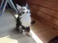 Tüm aşı ve belgeleri eksiksiz safkan secereli Mainecoon 