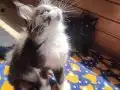 Tüm aşı ve belgeleri eksiksiz safkan secereli Mainecoon 