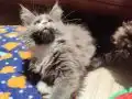 Tüm aşı ve belgeleri eksiksiz safkan secereli Mainecoon 