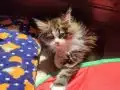 Tüm aşı ve belgeleri eksiksiz safkan secereli Mainecoon 