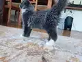 Safkan secereli eksiksiz geleceğin şampiyon adayı