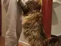Seceresi şampiyonlar ile dolu POLİDAKTİL dev kızımız 