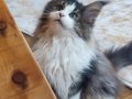 SAFKAN MAINE COON PRENSESİ - ŞECERELİ & POLİDAKTİL 