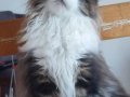 SAFKAN MAINE COON PRENSESİ - ŞECERELİ & POLİDAKTİL 