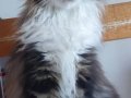 SAFKAN MAINE COON PRENSESİ - ŞECERELİ & POLİDAKTİL 