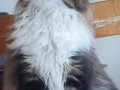 SAFKAN MAINE COON PRENSESİ - ŞECERELİ & POLİDAKTİL 