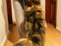 SAFKAN MAINE COON PRENSESİ - ŞECERELİ & POLİDAKTİL 