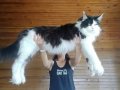 SAFKAN MAINE COON PRENSESİ - ŞECERELİ & POLİDAKTİL 