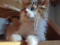 XXL cüsse show kalite safkan secereli Mainecoon 